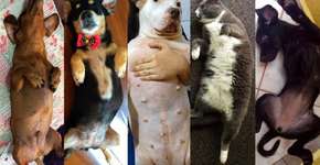 Por que postar foto da barriga do seu cão ou gato? Descubra!
