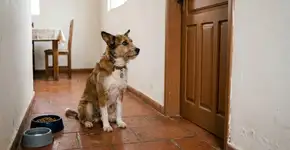 Segundo especialistas em bem-estar animal, por quanto tempo um cachorro pode ficar sozinho em casa?