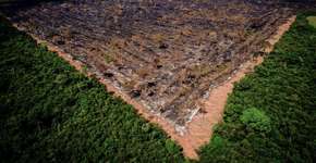 Agenda de Bolsonaro é de ‘desconstrução ambiental’, diz diretor do WWF