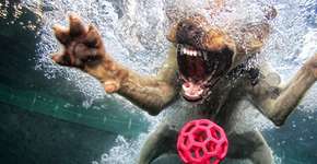 Foto: (Imagem sem texto alternativo disponivel ID [262462])