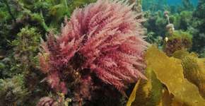 Alga substitui petróleo na produção de tinta ecológica