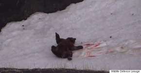 Foto: (Imagem sem texto alternativo disponivel ID [951798])