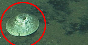 Aventura em águas profundas descobre animal ‘gigante’ a 5.000 metros de profundidade no abismo do Pacífico