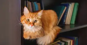 Foto: (Konstantin Aksenov/istock)