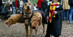 Foto: (Imagem sem texto alternativo disponivel ID [1157364])