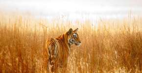 Cazaquistão realiza parceria para reintroduzir tigres em reserva