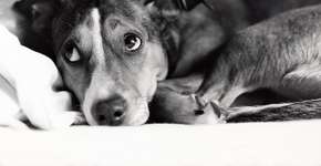 Fogos com ruídos voltam a ser proibidos na cidade de São Paulo