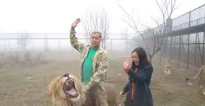 Zoo abusa de leões e permite que visitantes entrem em jaulas
