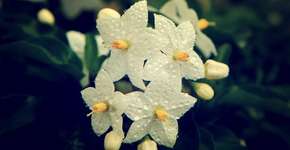 Ano Novo Chinês: aprenda a fazer um suco especial para a data