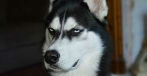Husky ‘rabugento’ vira celebridade e ajuda dona a pagar faculdade