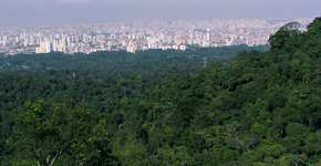 CCJ visita Núcleo Engordador no Parque Estadual da Cantareira