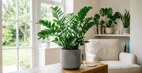 Foto: (Imagem sem texto alternativo disponivel ID [2772803])