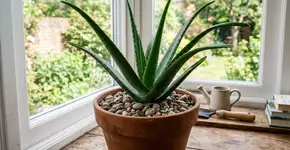 Na Tailândia, para a babosa durar anos: o macete não é o sol pleno, mas nunca deixar a base da folha encostar na terra úmida