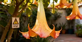 Cinco flores belas, mas venenosas