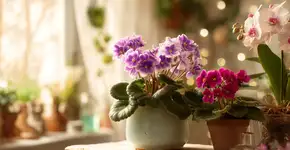 Essas 3 flores enchem sua casa de cor em poucas semanas sem precisar de experiência