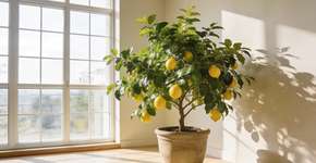 Foto: (Imagem sem texto alternativo disponivel ID [2700392])