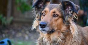 Foto: (Imagem sem texto alternativo disponivel ID [1868572])