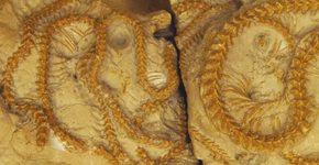 Cientistas encontram espécie de 38 milhões de anos nunca antes vista na natureza