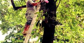 Cultivando relações humanas, professor espalha orquídeas pela Vila Madalena