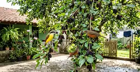 O doce natural que coloriu a sua infância e hoje em dia atrai a maior orquestra de pássaros pra sua janela