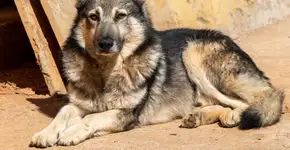 Pastor da Mantiqueira: conheça raça de cachorro que se destaca pela inteligência