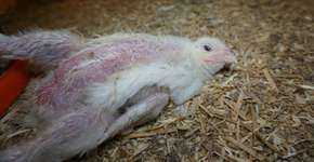 Vídeo mostra funcionários de fazenda jogando aves em baldes de urina