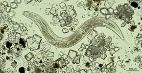Em 2022, eles desceram até o fundo do Grande Lago Salgado, em Utah, e encontraram um “verme” que, segundo os livros didáticos, não deveria existir ali e que agora é oficialmente uma nova espécie para a ciência