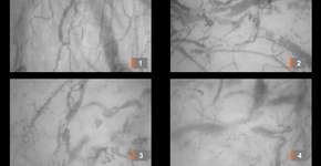 Foto: (Carlos Santana/USP/Divulgação)