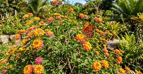 Não requer manutenção e floresce até a primeira geada: a melhor flor para a varanda já foi escolhida.