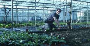 Seja voluntário em fazendas orgânicas ao redor do mundo e ganhe hospedagem e alimentação