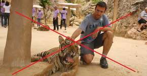 Tinder pede que usuários retirem selfies com tigres de seu perfil