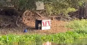 Onça-pintada que teve patas queimadas em incêndio no Pantanal é solta