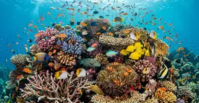 Coral é uma planta ou um animal? Revelando os segredos do mar