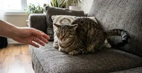 É assim que um gato demonstra que está zangado com você: os donos muitas vezes não entendem