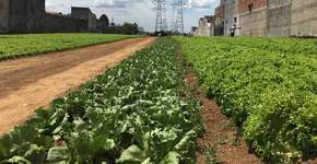 ONG monta hortas orgânicas urbanas em terrenos sem uso