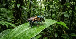 Foto: (Imagem sem texto alternativo disponivel ID [2763879])