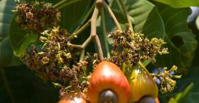 Folha do cajueiro regula os níveis de açúcar no sangue