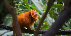 Algoritmo ajuda na restauração da Mata Atlântica