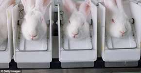 Investigação expõe a relação entre empresas e testes em animais