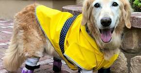 Cadela é homenageada após ter quatro patas amputadas