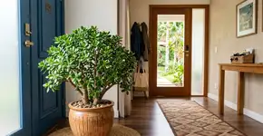 O que significa ter uma planta jade em casa e como saber se ela é macho ou fêmea?