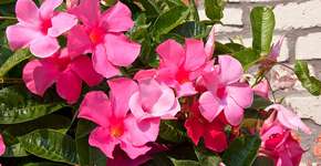 A planta barata, fácil de cuidar e que floresce o ano todo