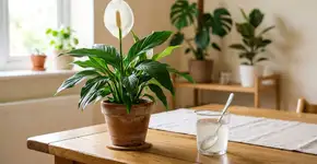 Dissolva uma colher de sopa disso em um copo, adicione água, e seu lírio-da-paz terá flores lindas