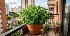 Conselhos para famílias que cultivam hortelã em vasos pequenos
