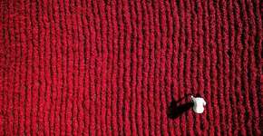 Foto: (Imagem sem texto alternativo disponivel ID [1868423])