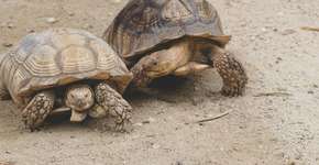 Estudo revela que este animal pode sentir emoções iguais às humanas