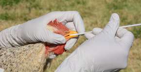 Foto: (Merrimon/istock)