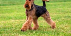 Foto: (Imagem sem texto alternativo disponivel ID [2759132])