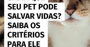 Sabia que seu pet pode ser um doador de sangue?