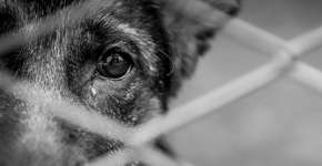 Polícia investiga ‘serial killer’ de animais na zona sul de SP